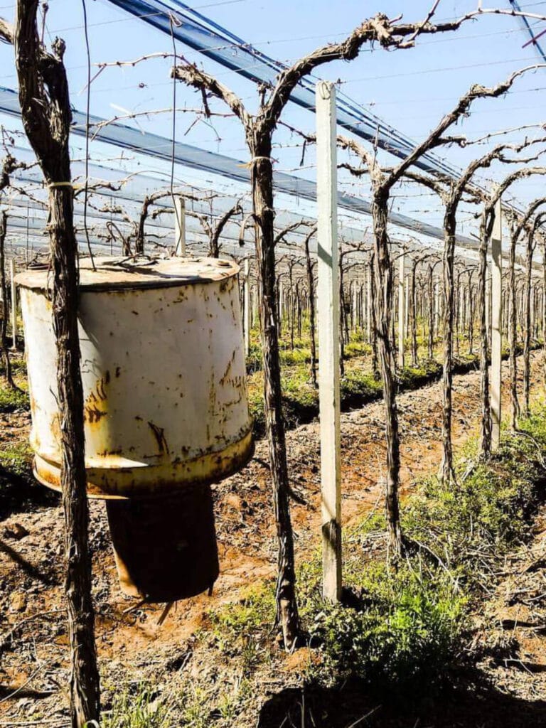 Viñedo en sistema de parral con malla antigranizo y tacho para prevención de heladas en Bodega Santa Julia - Mendoza Wine Transfers