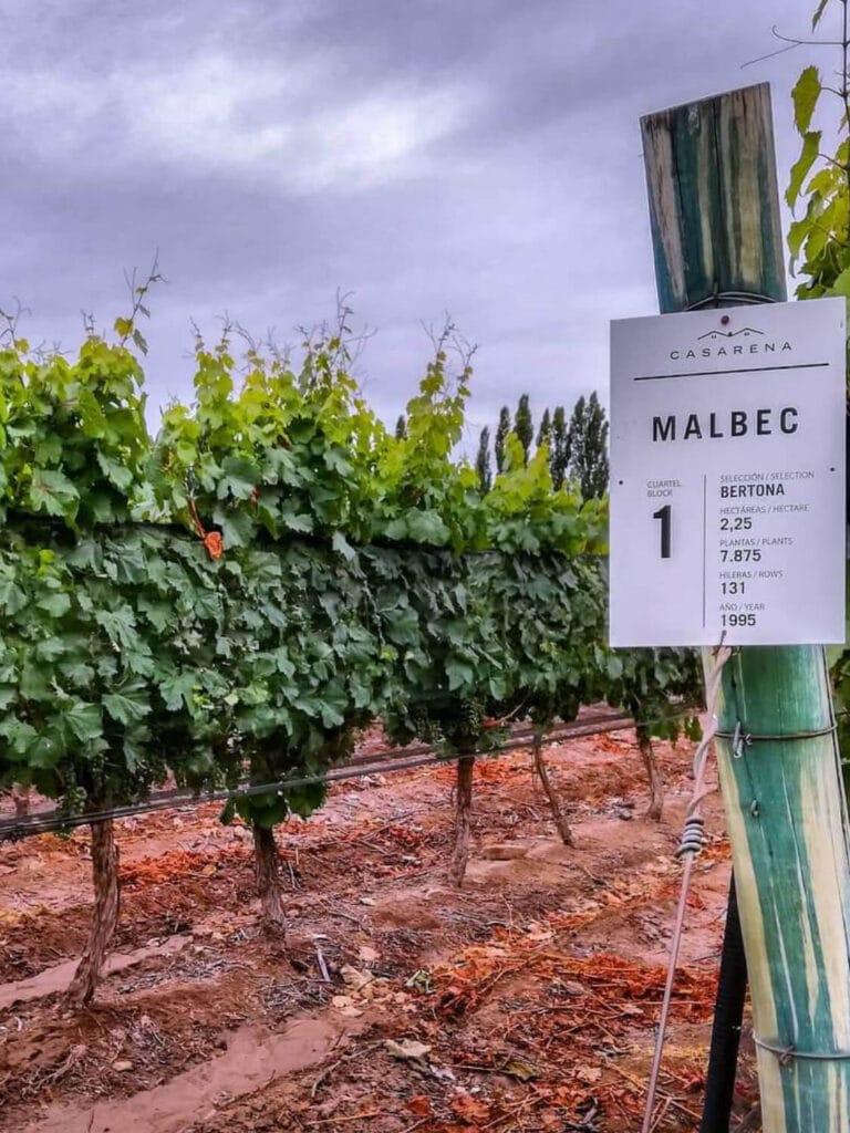 Finca Bertona de Bodega Casarena: detalles técnicos de viñedos antiguos en Luján de Cuyo - Mendoza Wine Transfers