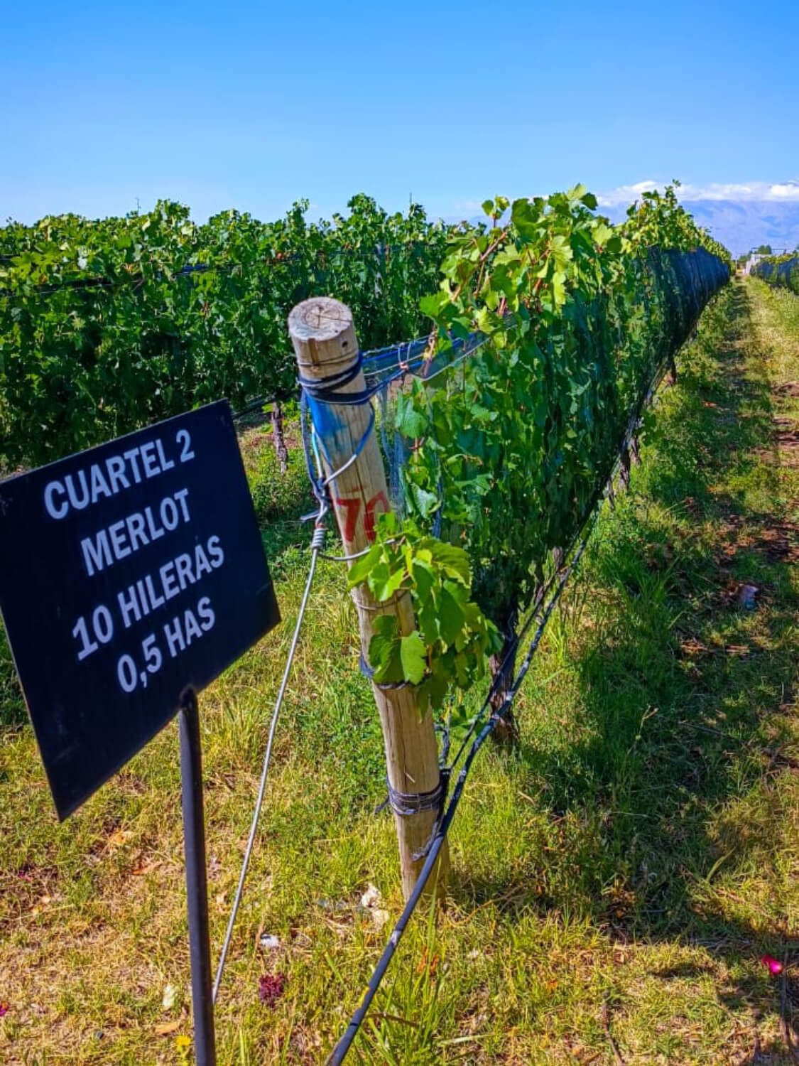 WhatsApp Image 2023-07-28 at 19.07.37 (1) (1) (1) (8)