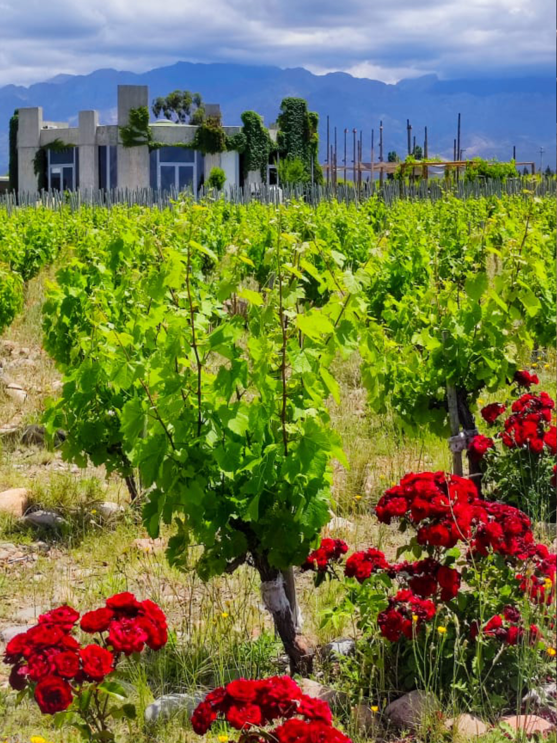 WhatsApp Image 2023-07-28 at 19.07.37 (1) (1) (1) (9)