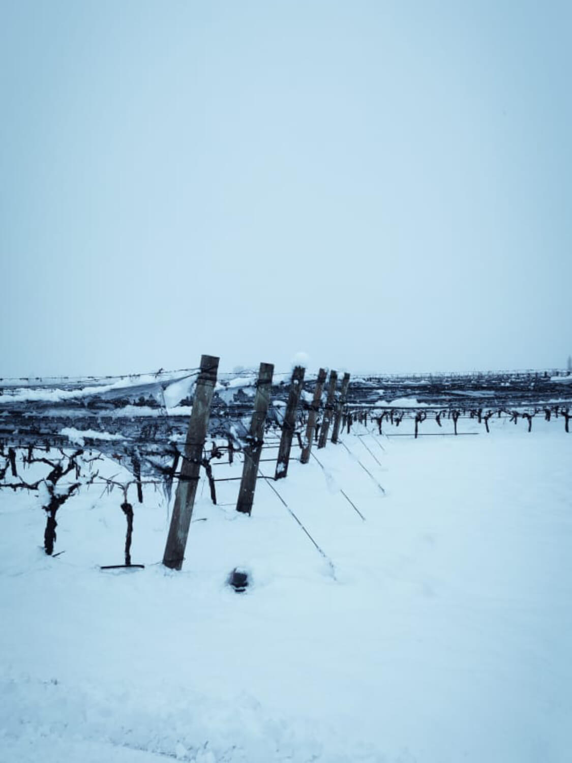 WhatsApp Image 2023-07-28 at 19.07.37 (1) (1) (1) (9)