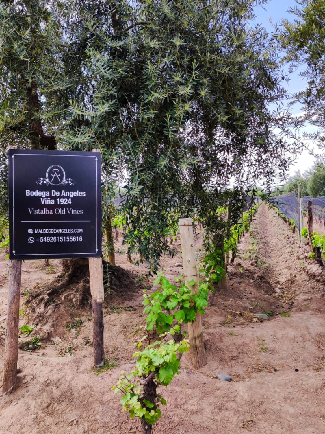 WhatsApp Image 2023-07-28 at 19.07.37 (1) (5) (1)