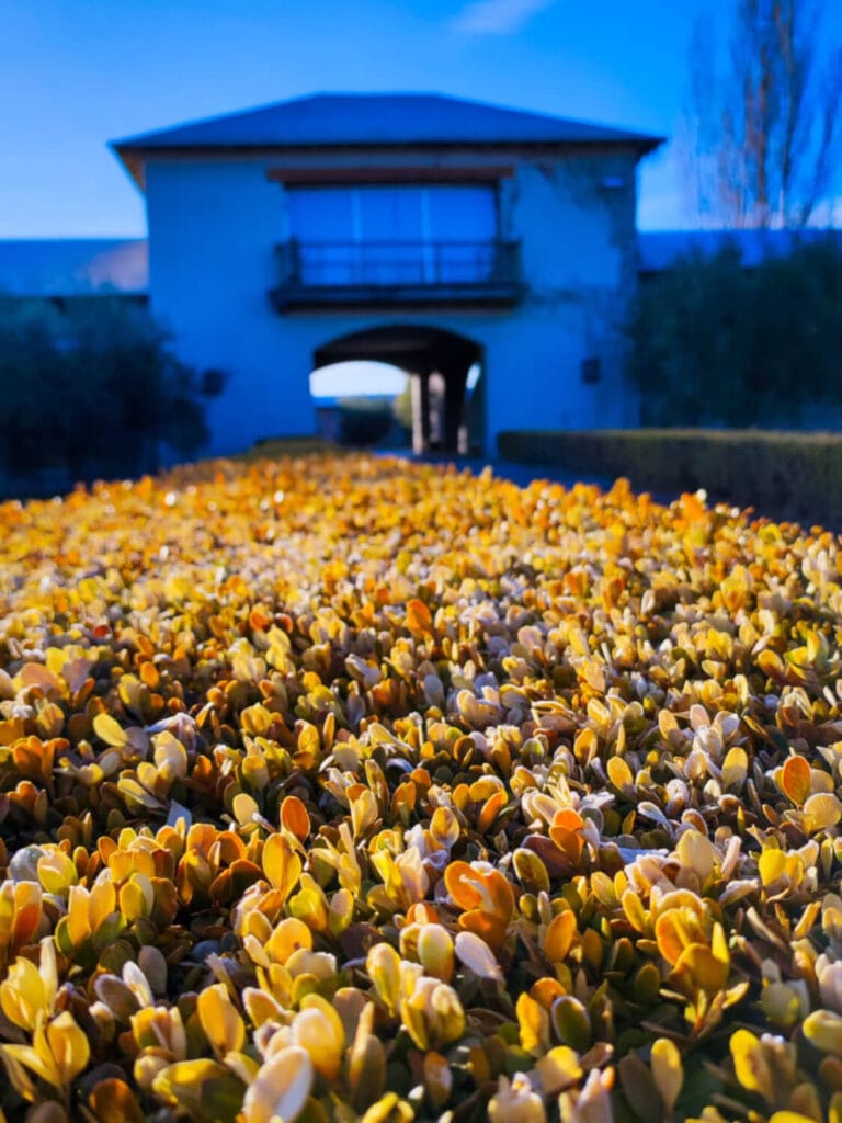 Ingreso a Bodega Vistalba con ligustrines escarchados por la helada invernal - Mendoza Wine Transfers