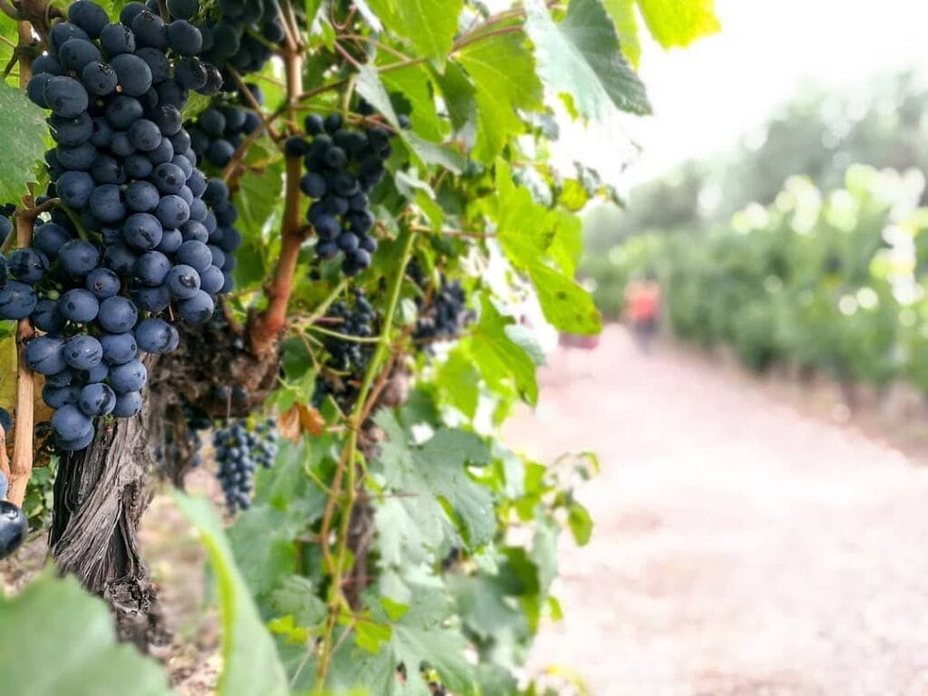 Racimos de uva Malbec en el viñedo de Domaine St. Diego, Lunlunta, Maipú, Mendoza